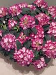 Blume