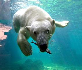 Zoo am Meer Eisbär klein<br />© Zoo am Meer Erlebnis Bremerhaven